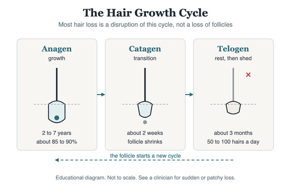 Diagram of the hair growth cycle showing the growing, transition, and resting phases